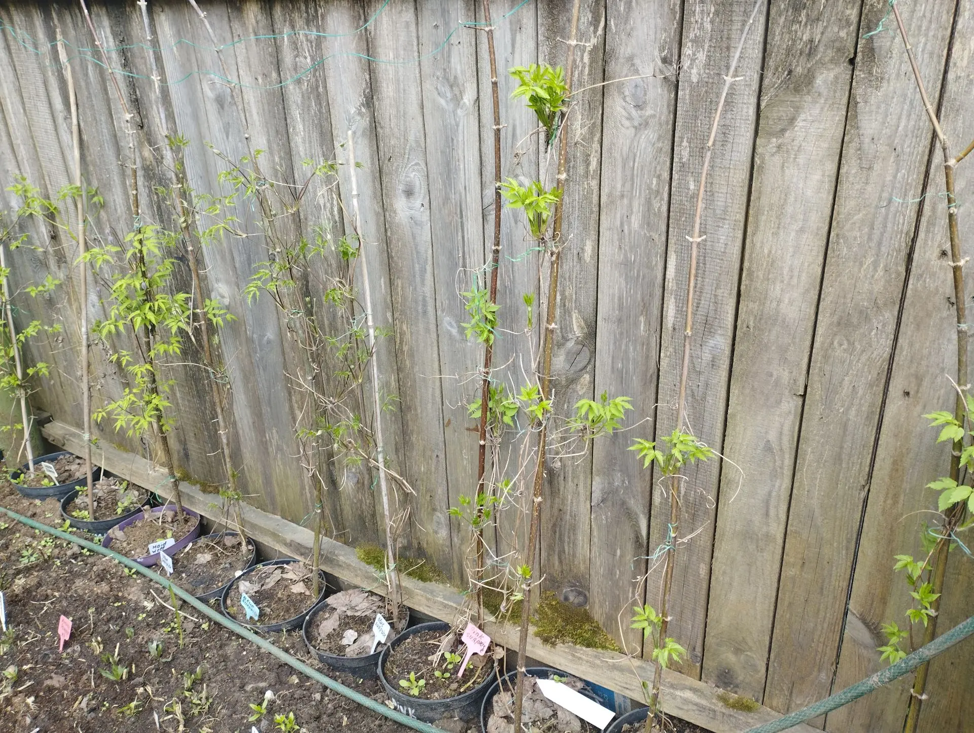 Княжик Alba plena