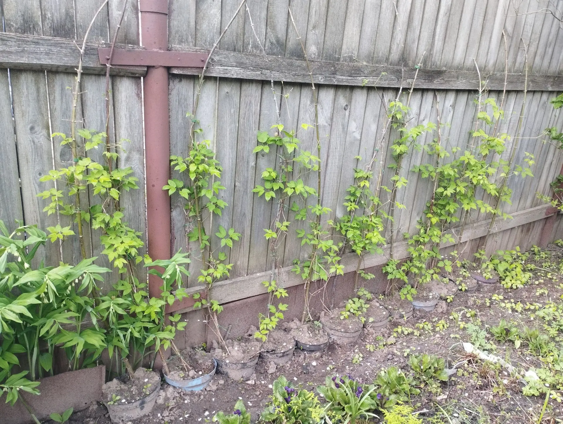 Княжик Stolwick gold