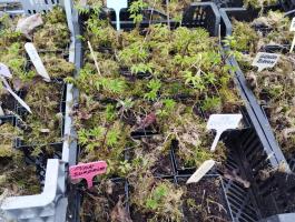 Княжик Country rose