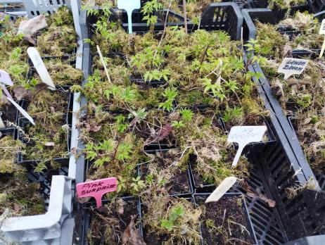 Княжик Country rose