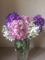 Гортензия древовидная Pink Anabel