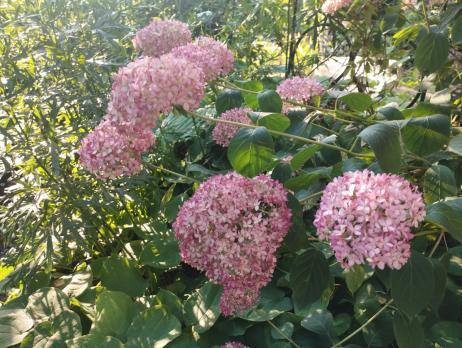 Гортензия древовидная Pink Anabel