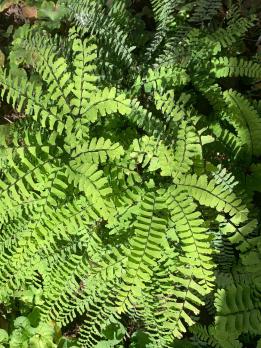 Папоротник Imbricatum (Aдиантум стоповидный)