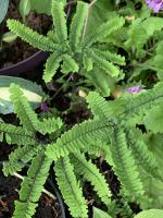 Папоротник Pedatum ssp subpumilus (Адиантум стоповидный)