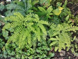 Папоротник Pedatum (Aдиантум стоповидный)