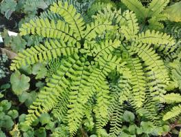 Папоротник Pedatum (Aдиантум стоповидный)