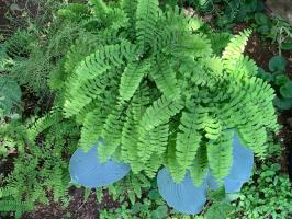 Папоротник Pedatum (Aдиантум стоповидный)