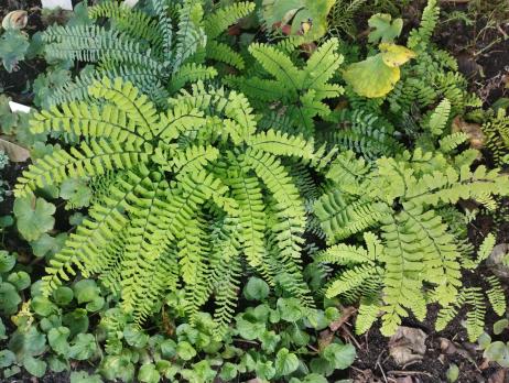 Папоротник Pedatum (Aдиантум стоповидный)