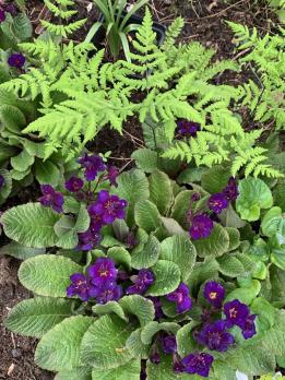 Папоротник Plumosum (Голокучник дубовый)