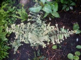 Папоротник Ocean fury (Кочедыжник ниппонский)