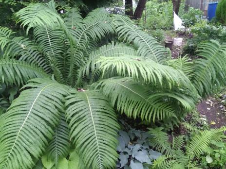 Папоротник Matteucia struthiopteris (Страусник)