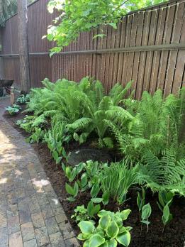 Папоротник Matteucia struthiopteris (Страусник)