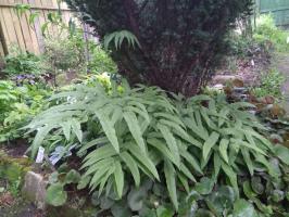 Папоротник Кониограмма