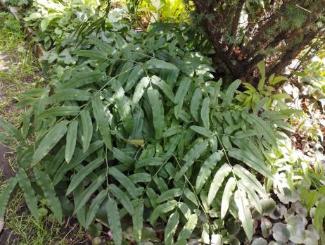 Папоротник Кониограмма