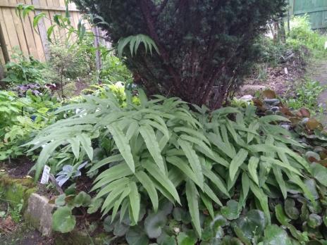 Папоротник Кониограмма