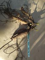 3. Пион Ellen cowley (Межвидовой гибрид)