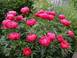 3. Пион Ellen cowley (Межвидовой гибрид)