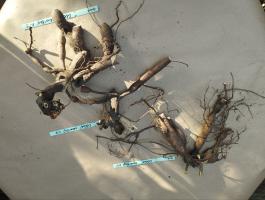 3. Пион Ellen cowley (Межвидовой гибрид)