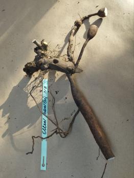 3. Пион Ellen cowley (Межвидовой гибрид)