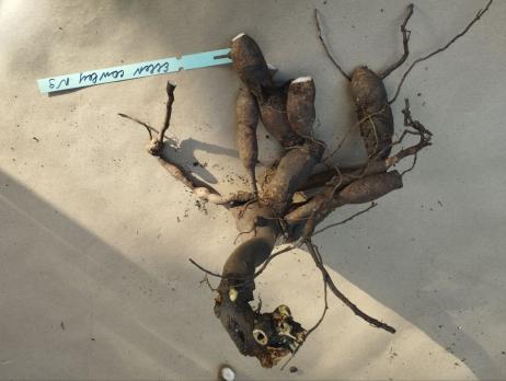 3. Пион Ellen cowley (Межвидовой гибрид)