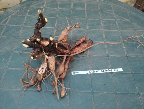 3. Пион Ellen cowley (Межвидовой гибрид)