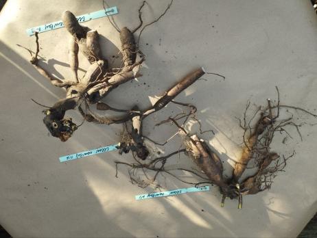 3. Пион Ellen cowley (Межвидовой гибрид)