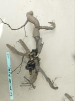 2. Пион Festiva maxima (Травянистый)