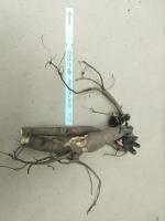 2. Пион Festiva maxima (Травянистый)