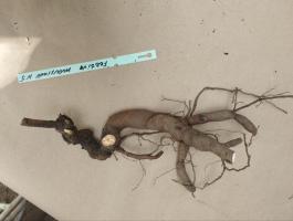 2. Пион Festiva maxima (Травянистый)