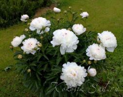 2. Пион Festiva maxima (Травянистый)