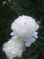 2. Пион Festiva maxima (Травянистый)