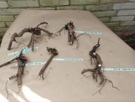 2. Пион Festiva maxima (Травянистый)