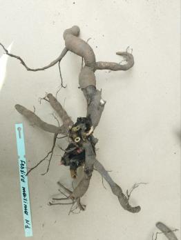 2. Пион Festiva maxima (Травянистый)