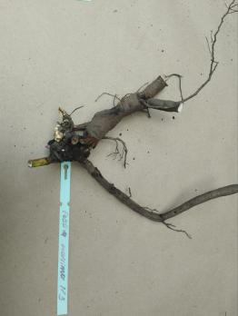 2. Пион Festiva maxima (Травянистый)