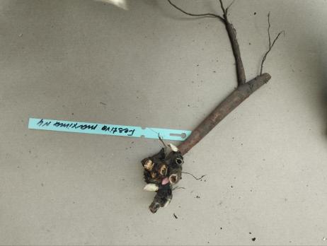 2. Пион Festiva maxima (Травянистый)