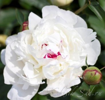 2. Пион Festiva maxima (Травянистый)