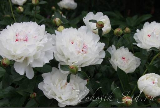 2. Пион Festiva maxima (Травянистый)