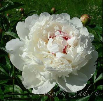 2. Пион Festiva maxima (Травянистый)