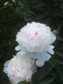 2. Пион Festiva maxima (Травянистый)