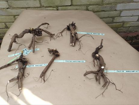 2. Пион Festiva maxima (Травянистый)