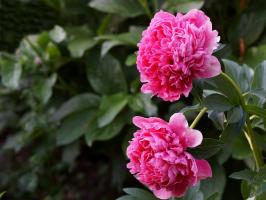 1. Пион Glowing raspberry rose (Гибрид)