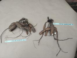 1. Пион Glowing raspberry rose (Гибрид)