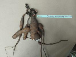 1. Пион Glowing raspberry rose (Гибрид)