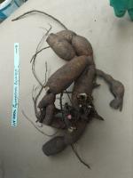 1. Пион Glowing raspberry rose (Гибрид)