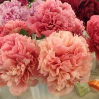 1. Пион Glowing raspberry rose (Гибрид)