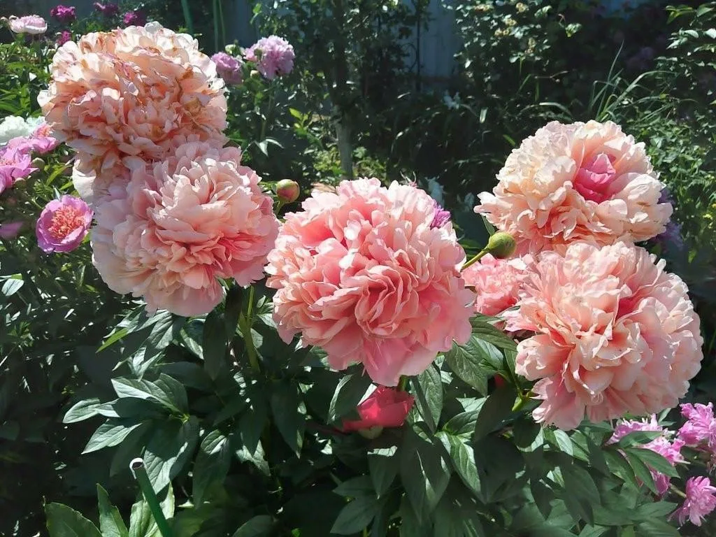 1. Пион Glowing raspberry rose (Гибрид)