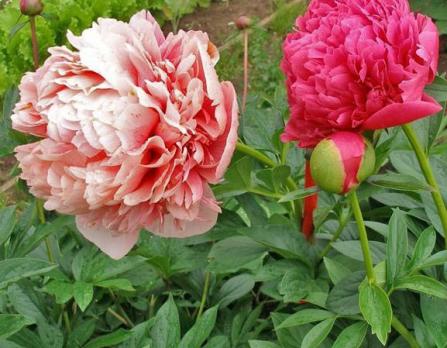 1. Пион Glowing raspberry rose (Гибрид)