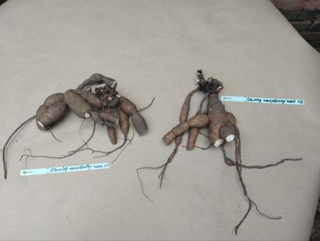 1. Пион Glowing raspberry rose (Гибрид)