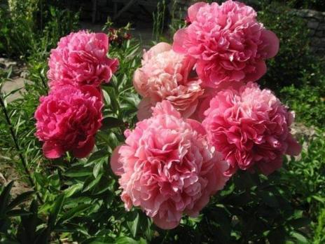 1. Пион Glowing raspberry rose (Гибрид)