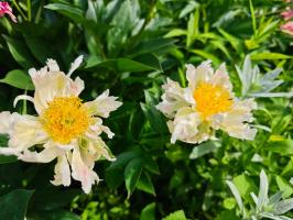 2. Пион Green lotus (Молочноцветковый)